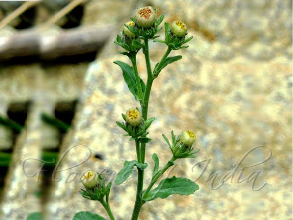 Hairy Bracted-Fleabane